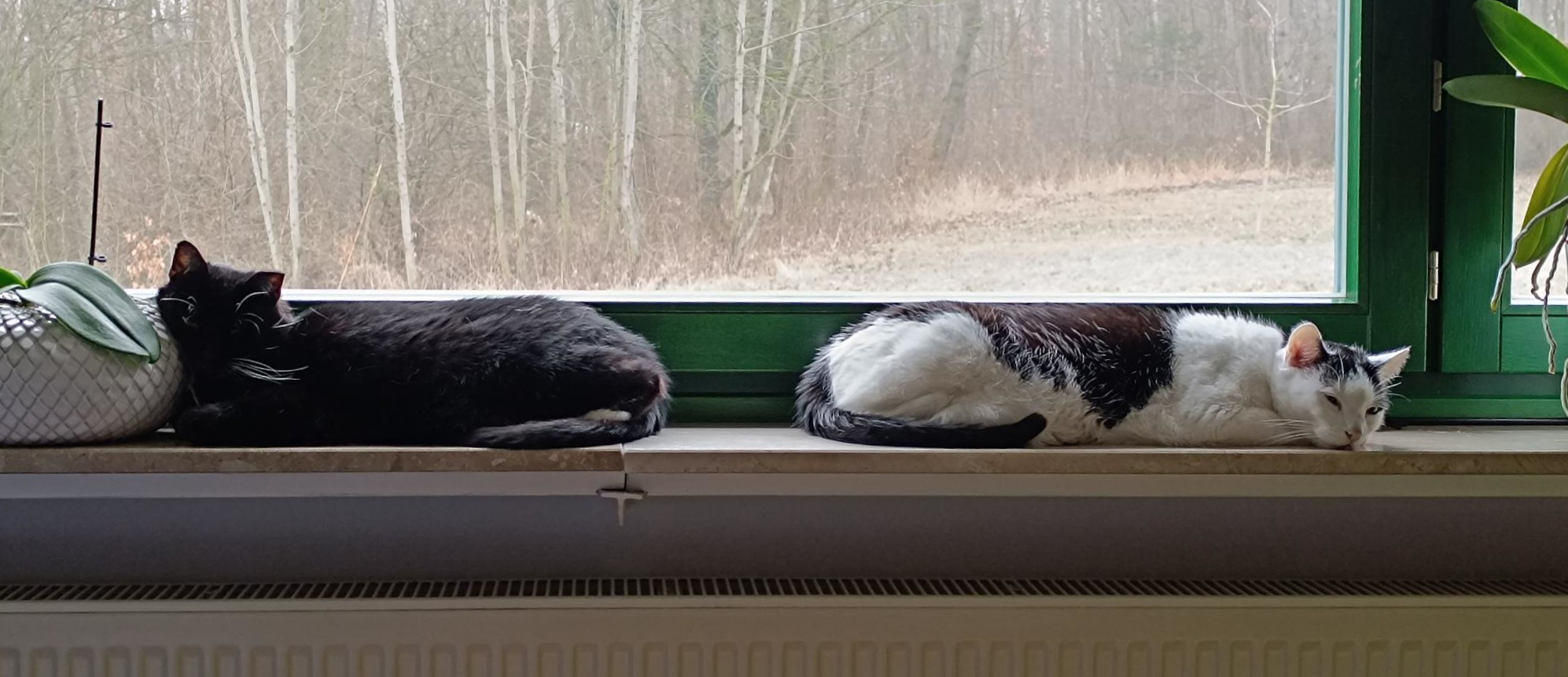 2 Katzen im Fenster