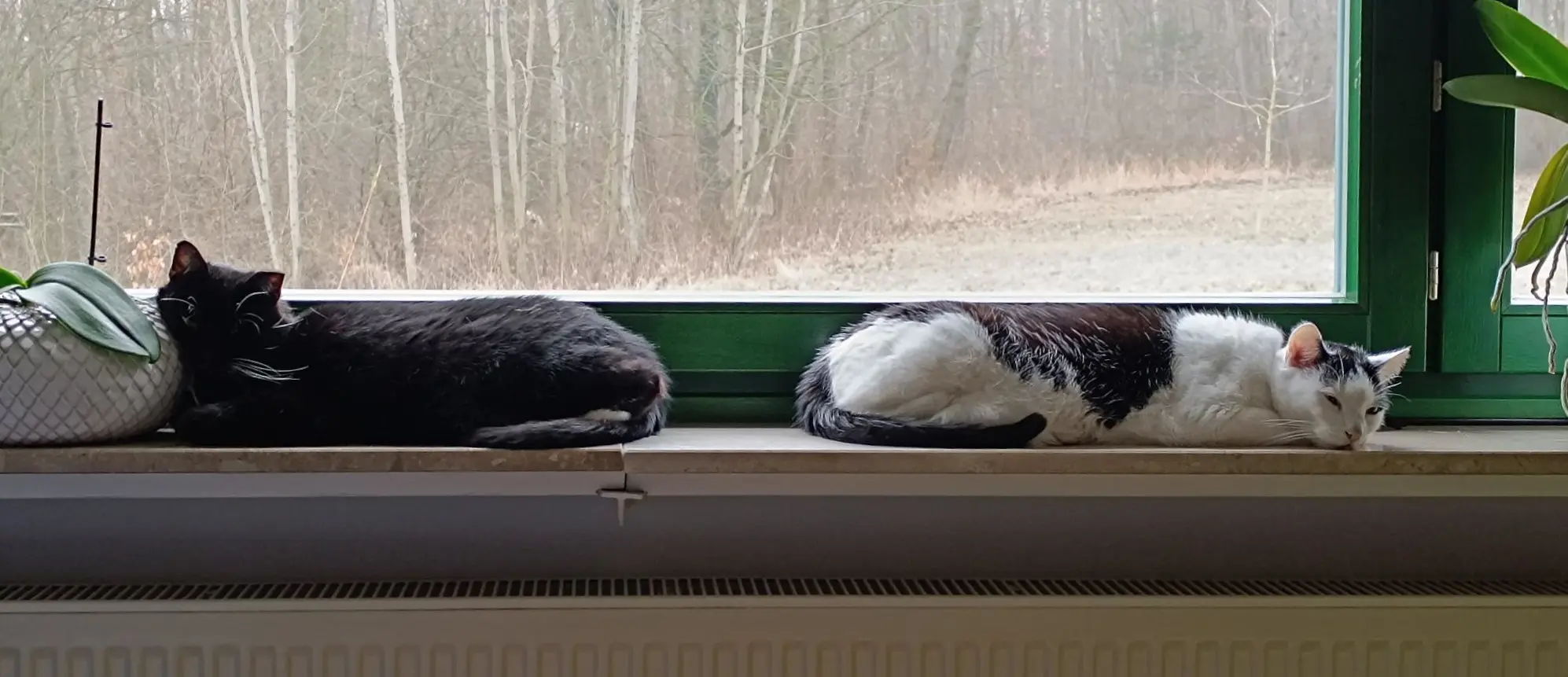 2 Katzen im Fenster